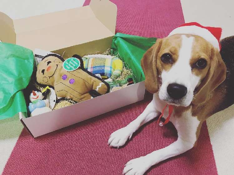 動物,犬,猫,しつけ,飼い方,育て方,病気,健康