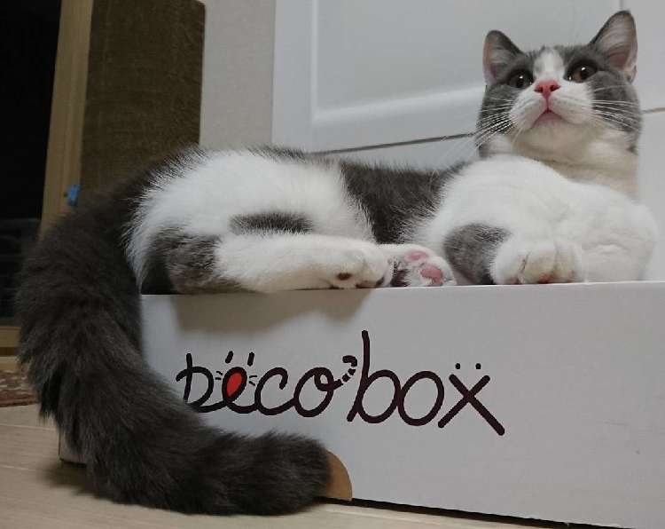 動物,犬,猫,しつけ,飼い方,育て方,病気,健康