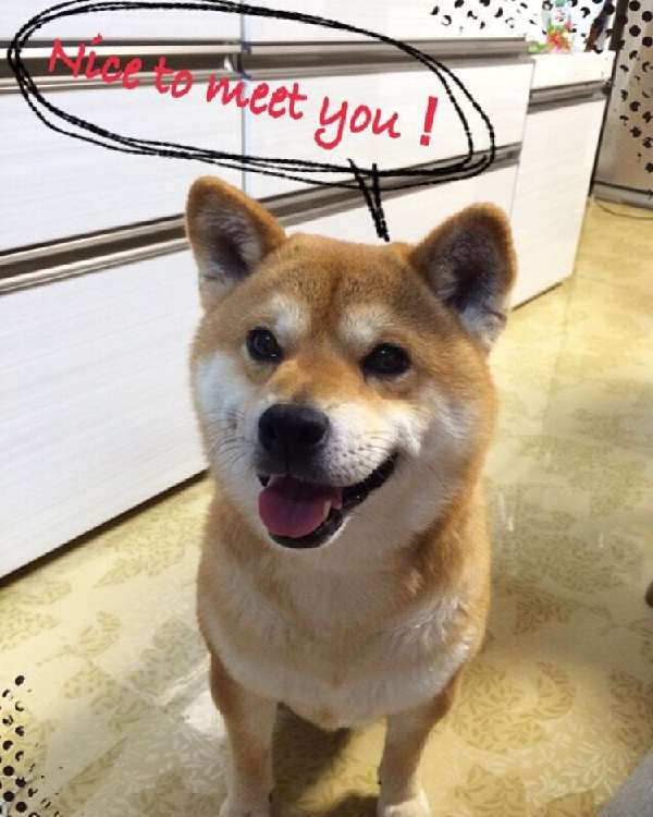 動物,犬,猫,しつけ,飼い方,育て方,病気,健康