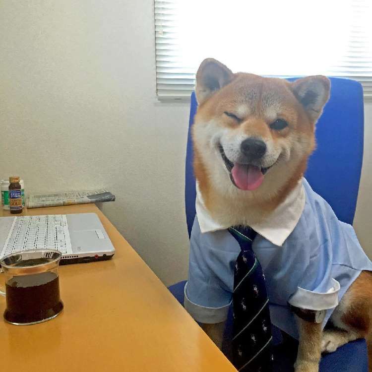 動物,犬,猫,しつけ,飼い方,育て方,病気,健康