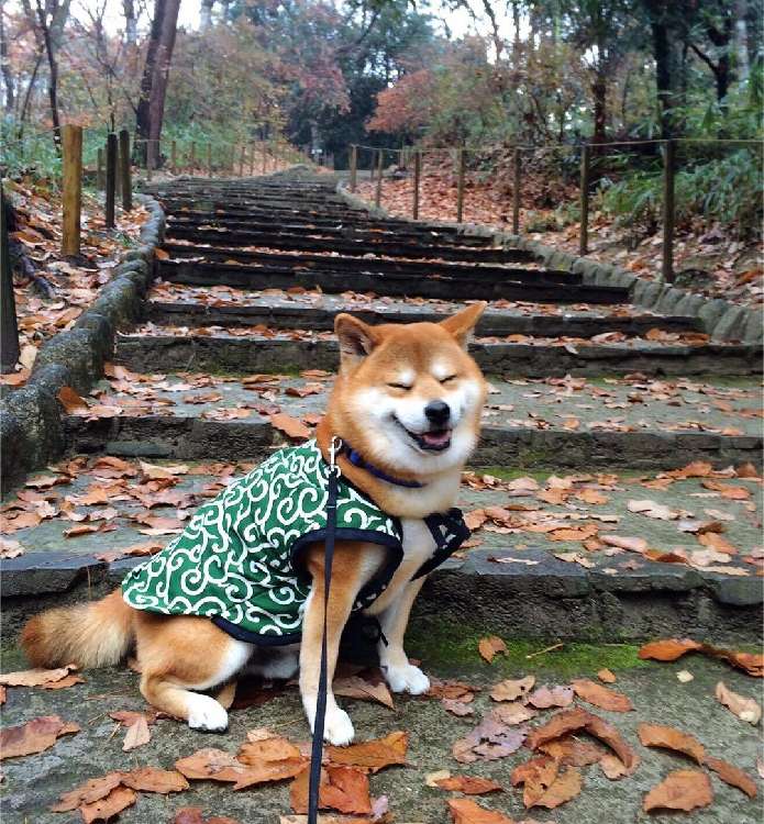 動物,犬,猫,しつけ,飼い方,育て方,病気,健康