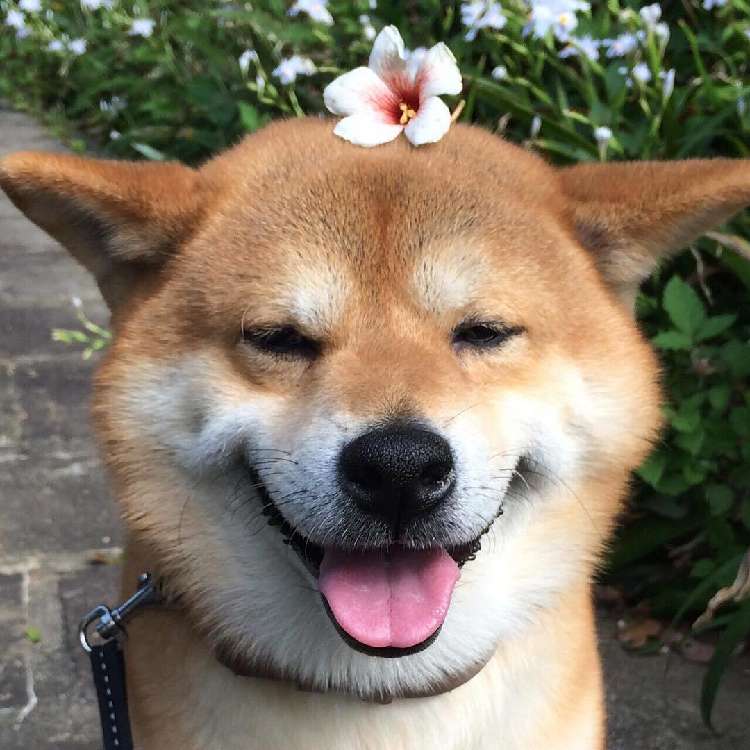 動物,犬,猫,しつけ,飼い方,育て方,病気,健康
