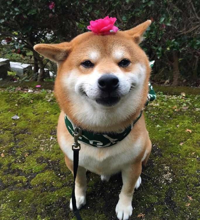 動物,犬,猫,しつけ,飼い方,育て方,病気,健康