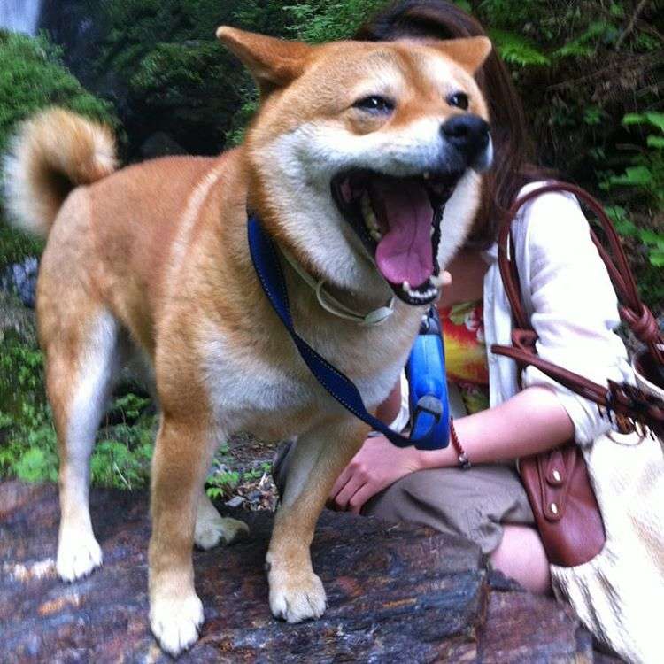 動物,犬,猫,しつけ,飼い方,育て方,病気,健康