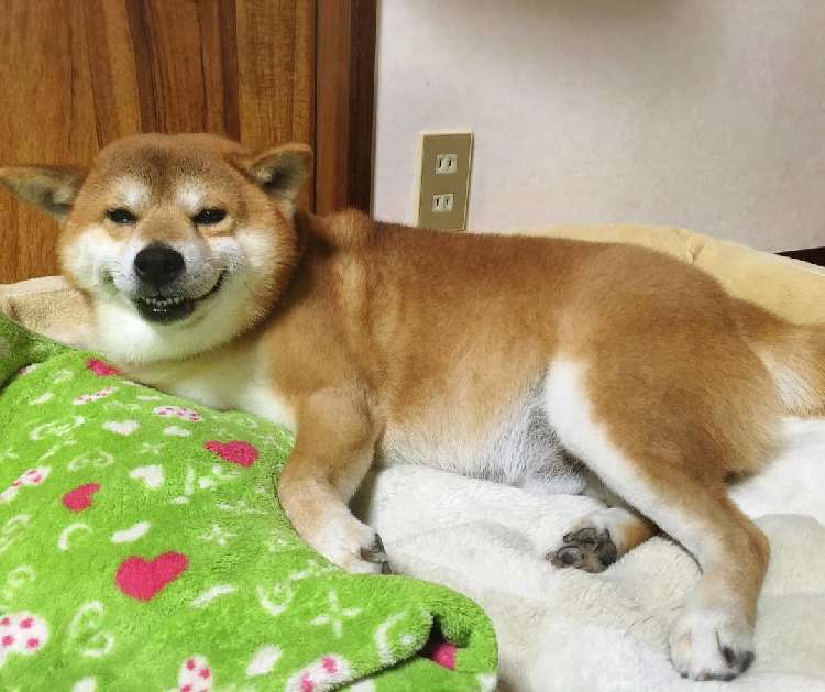 動物,犬,猫,しつけ,飼い方,育て方,病気,健康