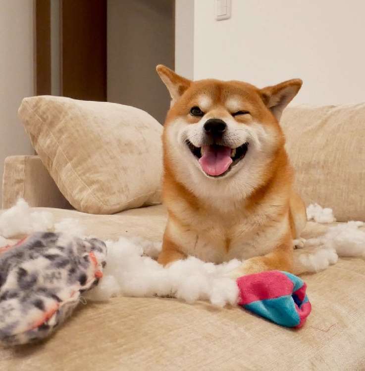 動物,犬,猫,しつけ,飼い方,育て方,病気,健康