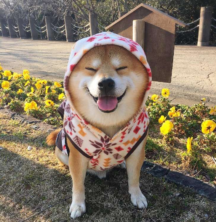 動物,犬,猫,しつけ,飼い方,育て方,病気,健康