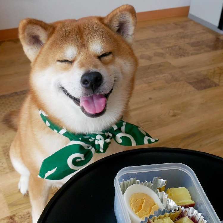 動物,犬,猫,しつけ,飼い方,育て方,病気,健康