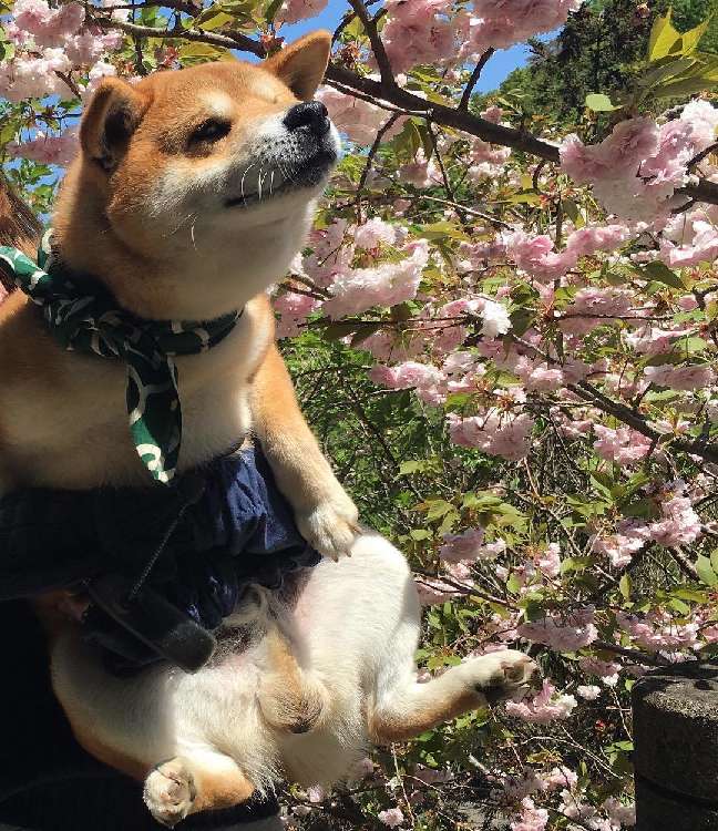 動物,犬,猫,しつけ,飼い方,育て方,病気,健康