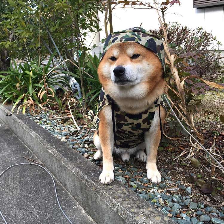 動物,犬,猫,しつけ,飼い方,育て方,病気,健康