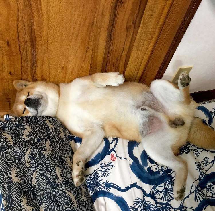 動物,犬,猫,しつけ,飼い方,育て方,病気,健康