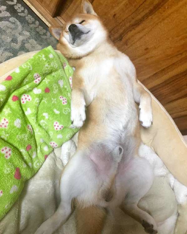動物,犬,猫,しつけ,飼い方,育て方,病気,健康