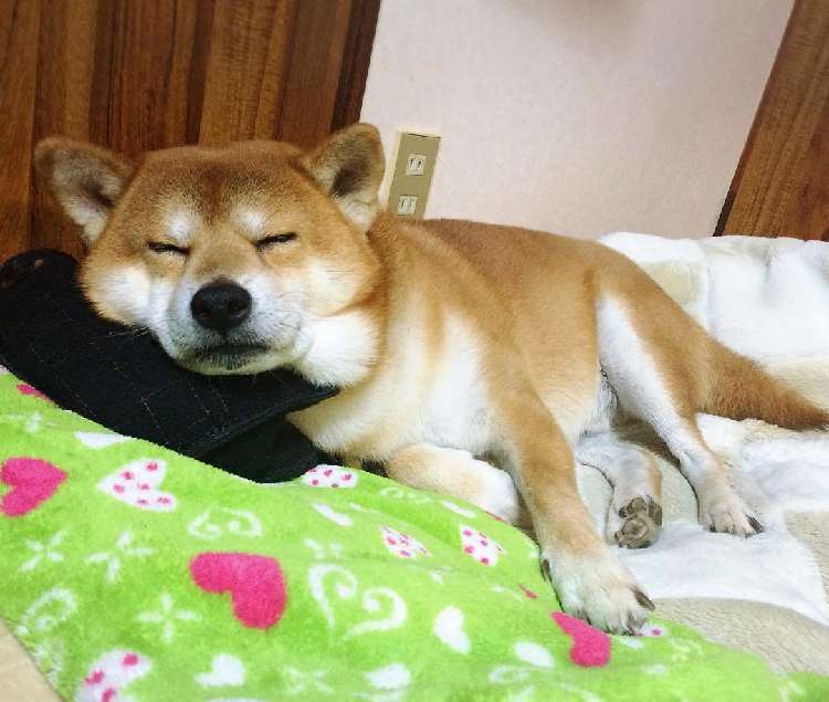 動物,犬,猫,しつけ,飼い方,育て方,病気,健康