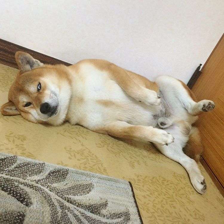動物,犬,猫,しつけ,飼い方,育て方,病気,健康