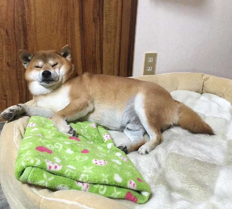 動物,犬,猫,しつけ,飼い方,育て方,病気,健康