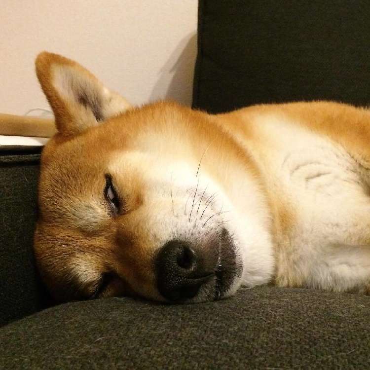 動物,犬,猫,しつけ,飼い方,育て方,病気,健康