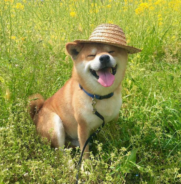 動物,犬,猫,しつけ,飼い方,育て方,病気,健康