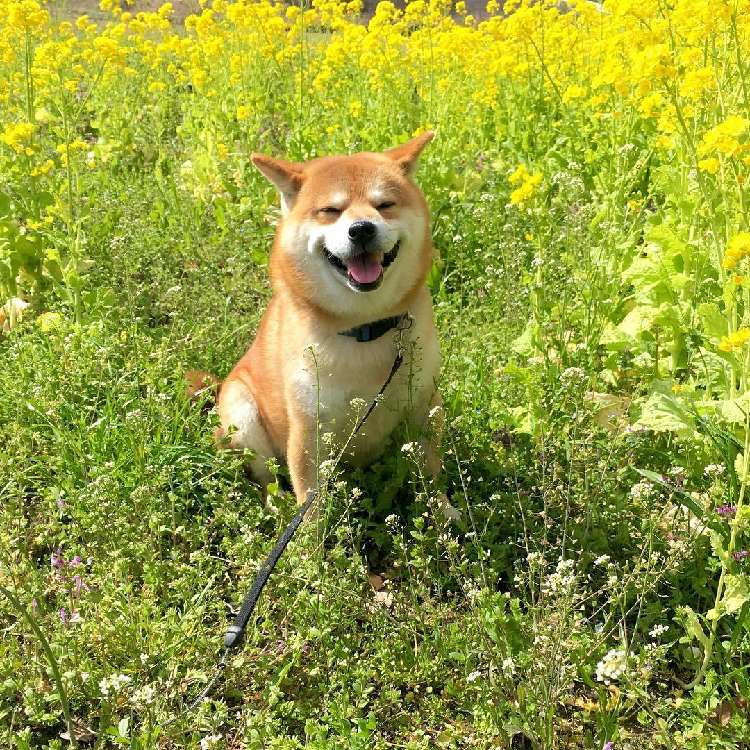 動物,犬,猫,しつけ,飼い方,育て方,病気,健康