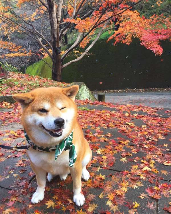 動物,犬,猫,しつけ,飼い方,育て方,病気,健康
