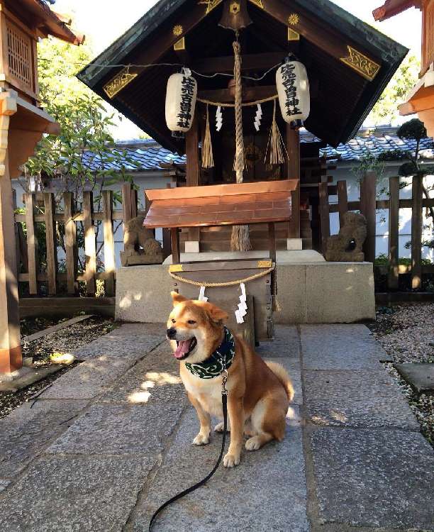 動物,犬,猫,しつけ,飼い方,育て方,病気,健康