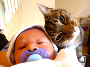 動物,犬,猫,しつけ,飼い方,育て方,病気,健康