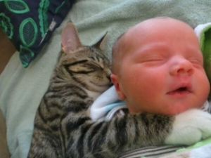 動物,犬,猫,しつけ,飼い方,育て方,病気,健康
