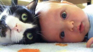 動物,犬,猫,しつけ,飼い方,育て方,病気,健康