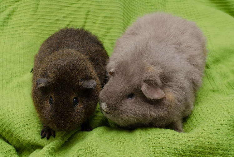 動物,犬,猫,しつけ,飼い方,育て方,病気,健康