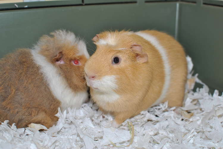 動物,犬,猫,しつけ,飼い方,育て方,病気,健康