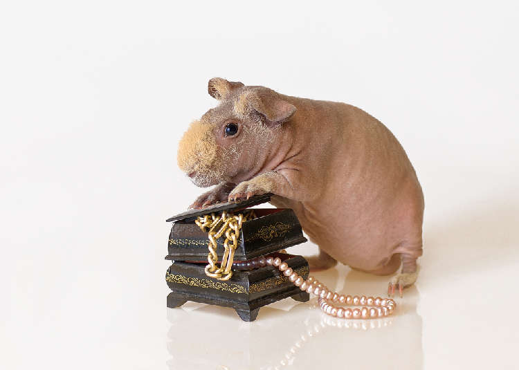 動物,犬,猫,しつけ,飼い方,育て方,病気,健康