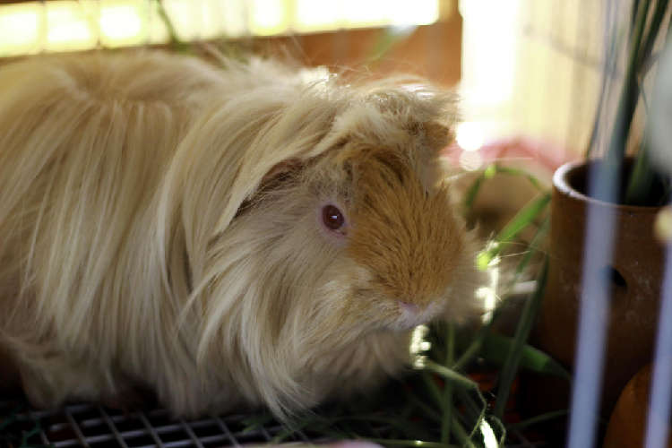 動物,犬,猫,しつけ,飼い方,育て方,病気,健康