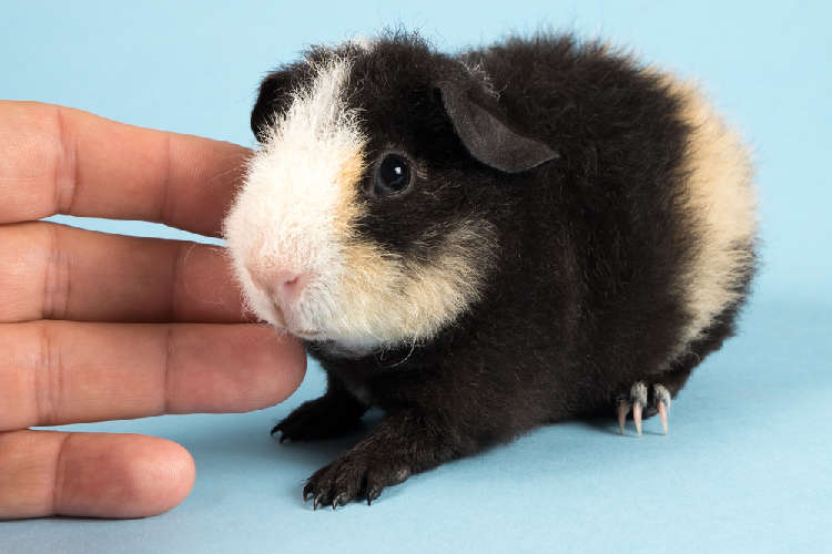 動物,犬,猫,しつけ,飼い方,育て方,病気,健康