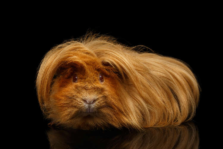 動物,犬,猫,しつけ,飼い方,育て方,病気,健康