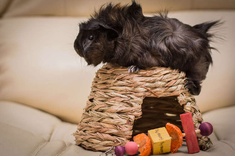 動物,犬,猫,しつけ,飼い方,育て方,病気,健康