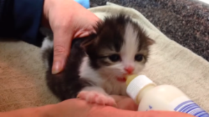 動物,犬,猫,しつけ,飼い方,育て方,病気,健康