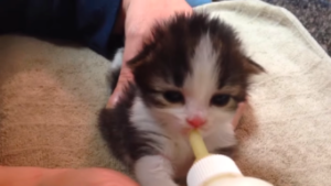 動物,犬,猫,しつけ,飼い方,育て方,病気,健康
