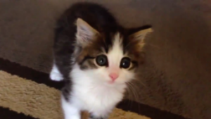 動物,犬,猫,しつけ,飼い方,育て方,病気,健康