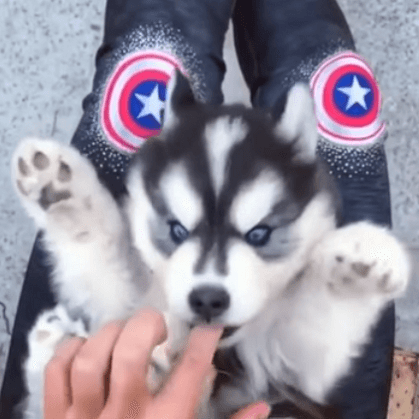 動物,犬,猫,しつけ,飼い方,育て方,病気,健康