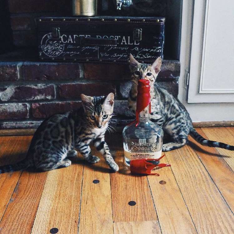 動物,犬,猫,しつけ,飼い方,育て方,病気,健康