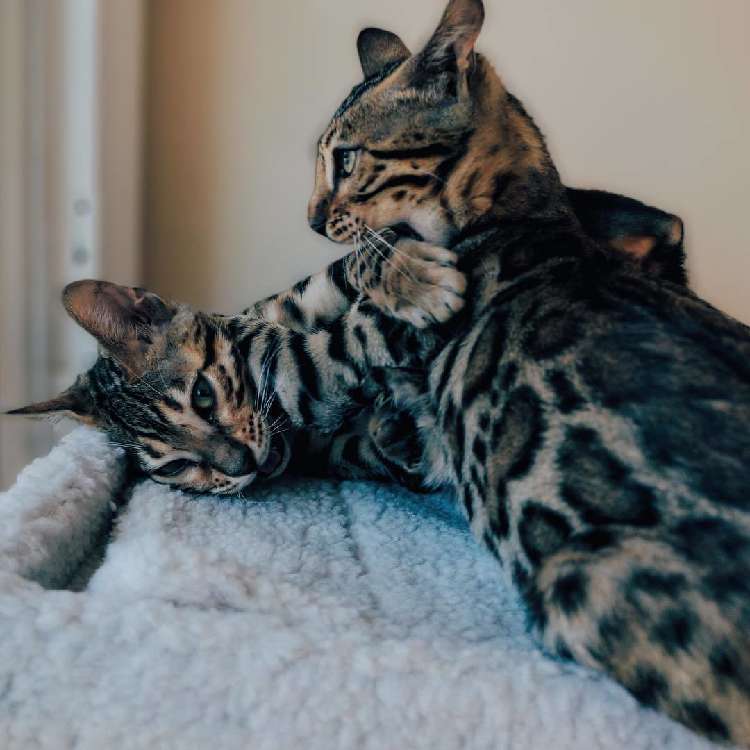 動物,犬,猫,しつけ,飼い方,育て方,病気,健康