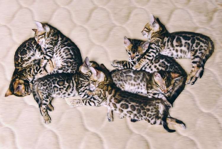 動物,犬,猫,しつけ,飼い方,育て方,病気,健康