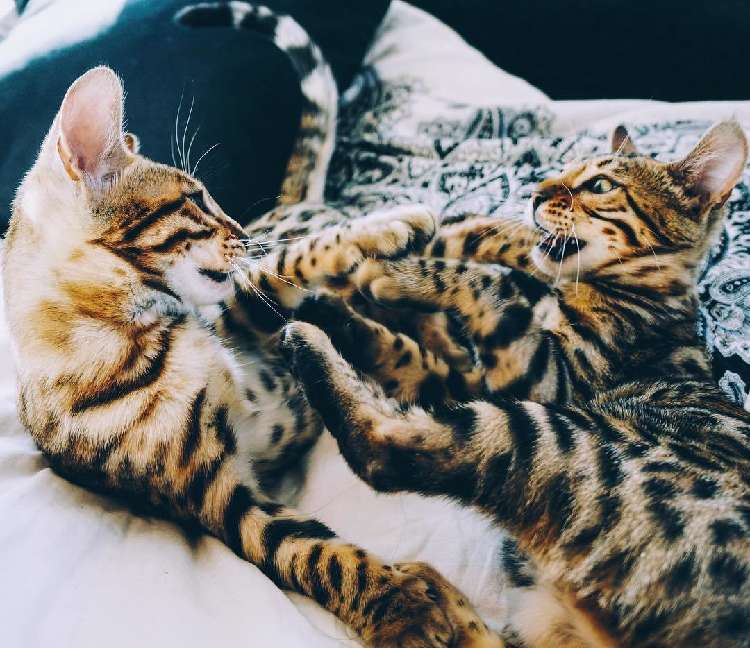 動物,犬,猫,しつけ,飼い方,育て方,病気,健康