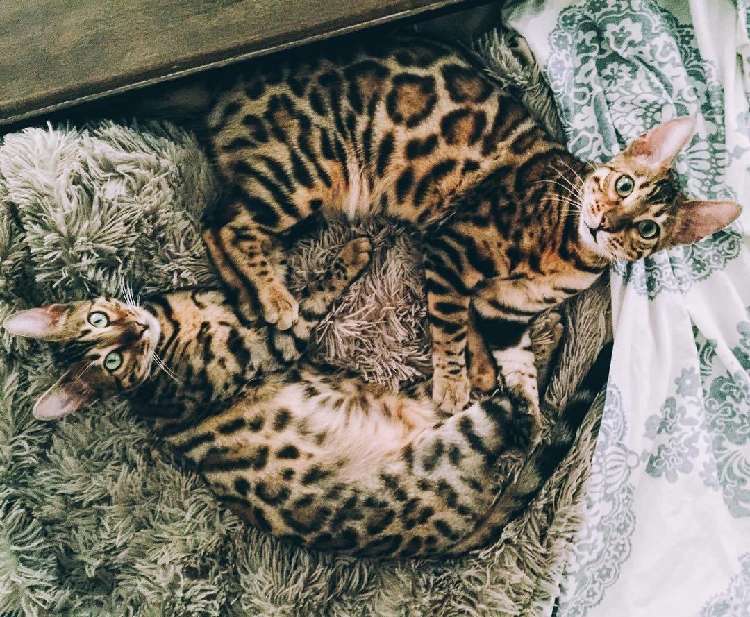 動物,犬,猫,しつけ,飼い方,育て方,病気,健康