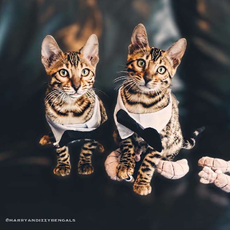 動物,犬,猫,しつけ,飼い方,育て方,病気,健康