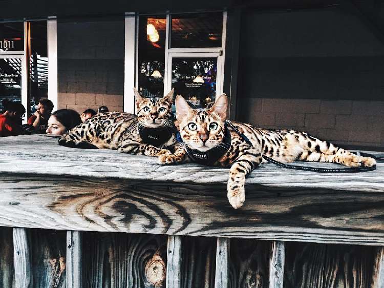 動物,犬,猫,しつけ,飼い方,育て方,病気,健康
