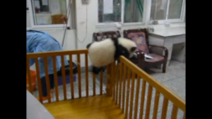 動物,犬,猫,しつけ,飼い方,育て方,病気,健康