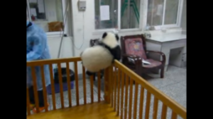 動物,犬,猫,しつけ,飼い方,育て方,病気,健康