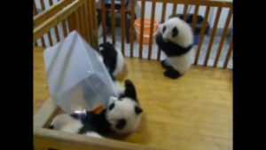 動物,犬,猫,しつけ,飼い方,育て方,病気,健康