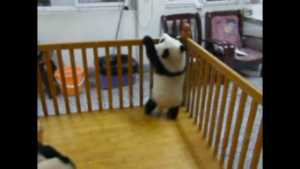 動物,犬,猫,しつけ,飼い方,育て方,病気,健康