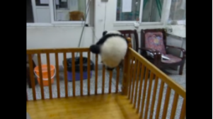 動物,犬,猫,しつけ,飼い方,育て方,病気,健康